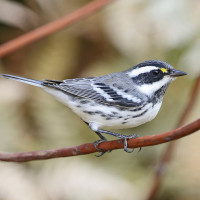 Black-throated Gray Warbler
